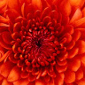 Meet your Posher, Chandra